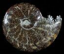 Polished, Agatized Ammonite (Cleoniceras) - Madagascar #54416-1